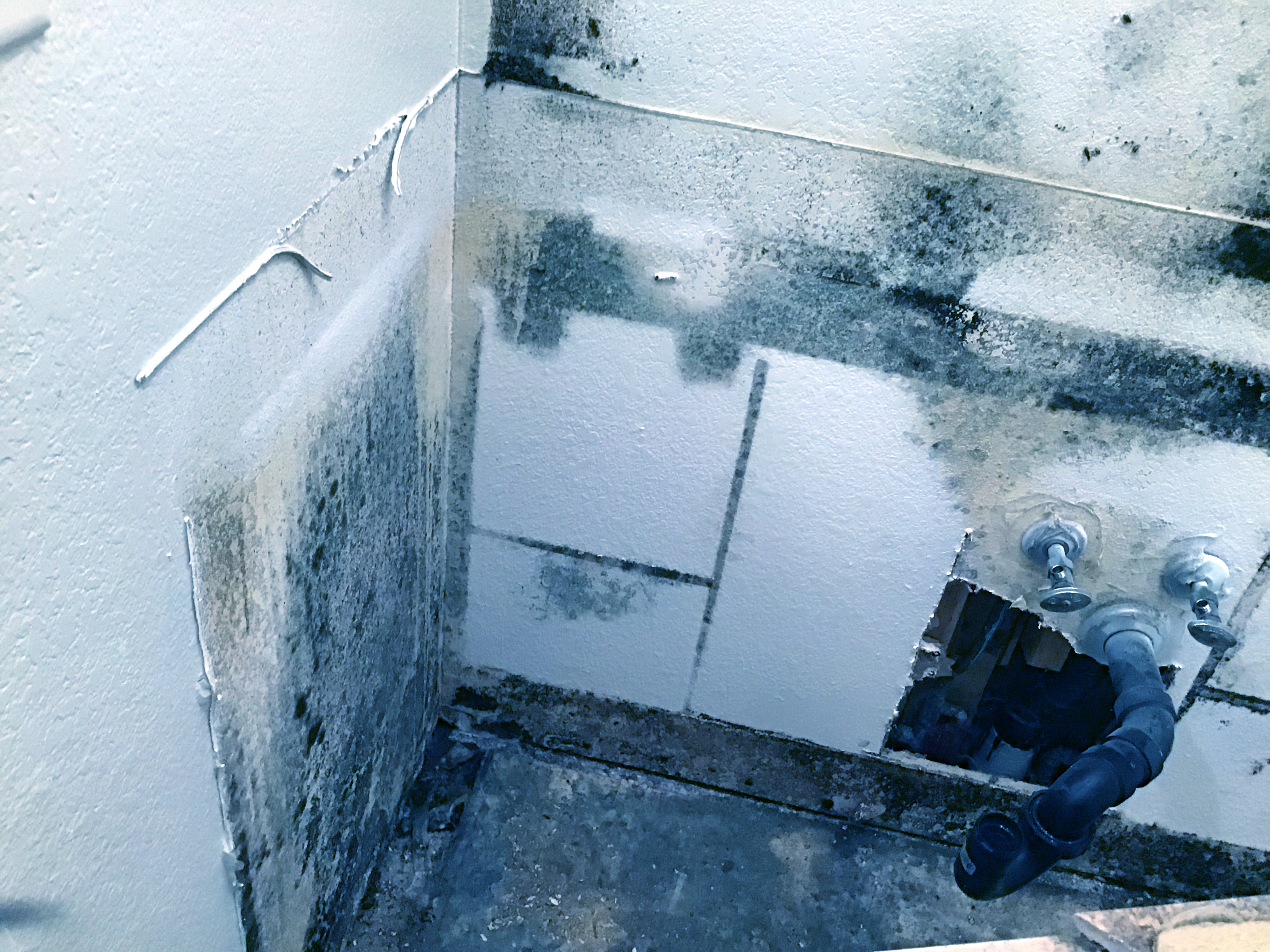 Uncovered mold growth, mold damage, remediation